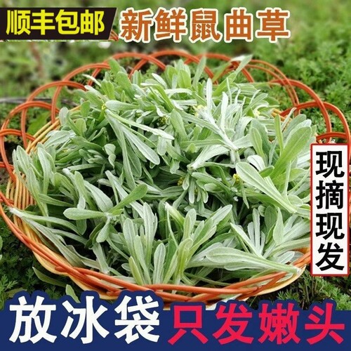 新鲜鼠曲草食用野生田艾鼠鞠棉菜水萩菠菠清明草蒿蒿青团清明草