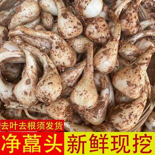 无叶荞头新鲜江西藠头现挖现发无须教头茭头炒菜凉拌下饭农家蔬菜