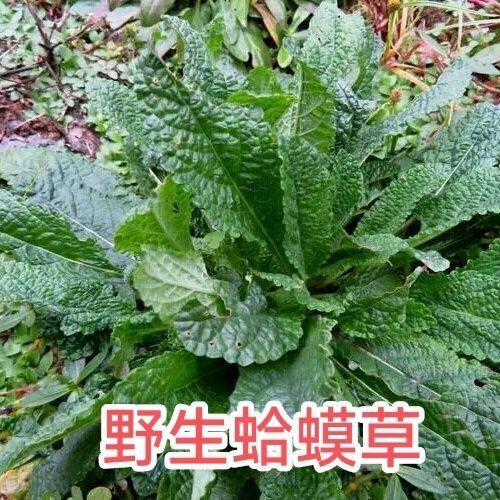 新鲜蛤蟆草蟾蜍草 老偏方 整颗现挖去杂荔枝草雪见草皱皮草炒菜,水产肉类/新鲜蔬果/熟食,叶菜类,淘宝优惠券,粉丝福利购,淘宝优惠卷