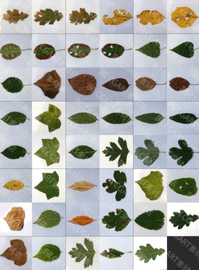 62组绿植树叶叶子贴图4K植物黄绿枫叶颜色透明通道法线贴图素材