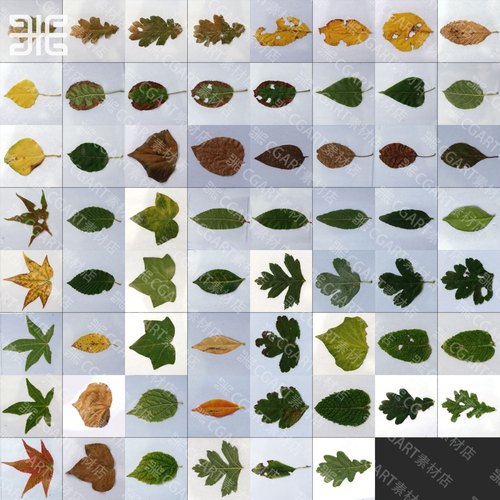 62组绿植树叶叶子贴图4K植物黄绿枫叶颜色透明通道法线贴图素材