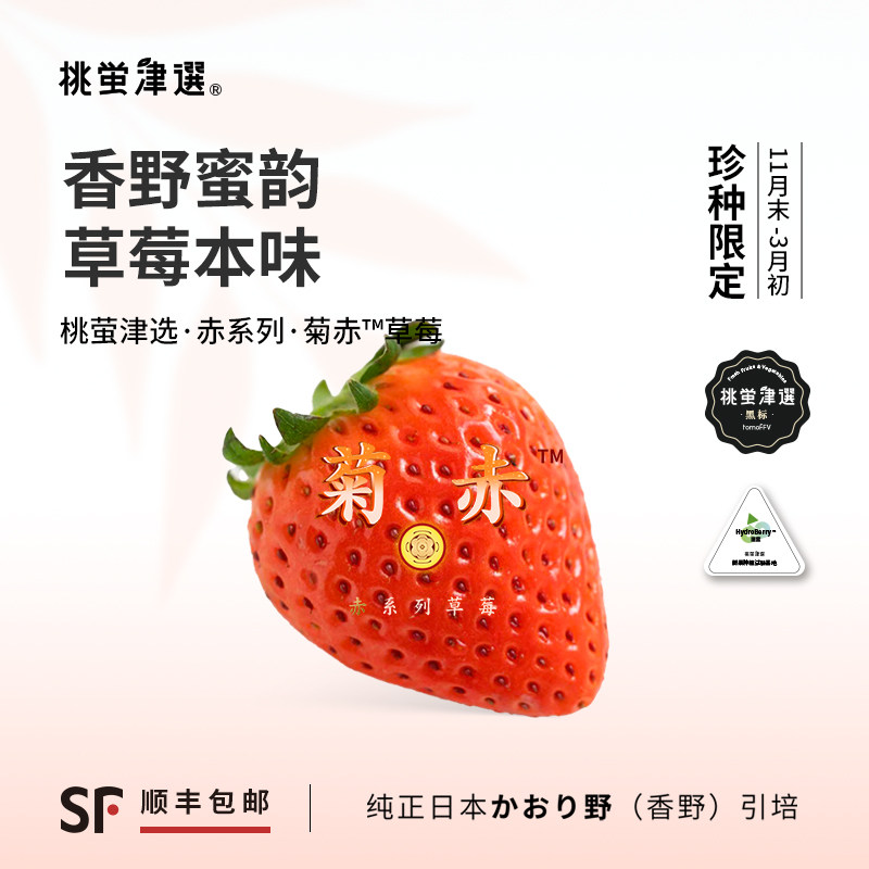 限定日引名种！菊赤®草莓礼盒装