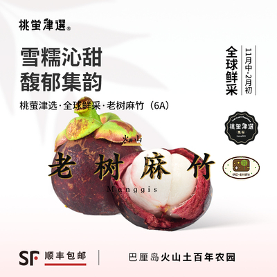 50年老树火山山竹！印尼老树麻竹