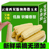 拇指小玉米云南西双版 0添加 纳正宗拇指糯玉米新鲜真空小包装