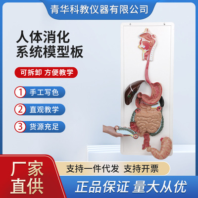 人体消化系统模型 消化道胃冠状剖面 鼻咽喉 大小肠 胃解剖模型