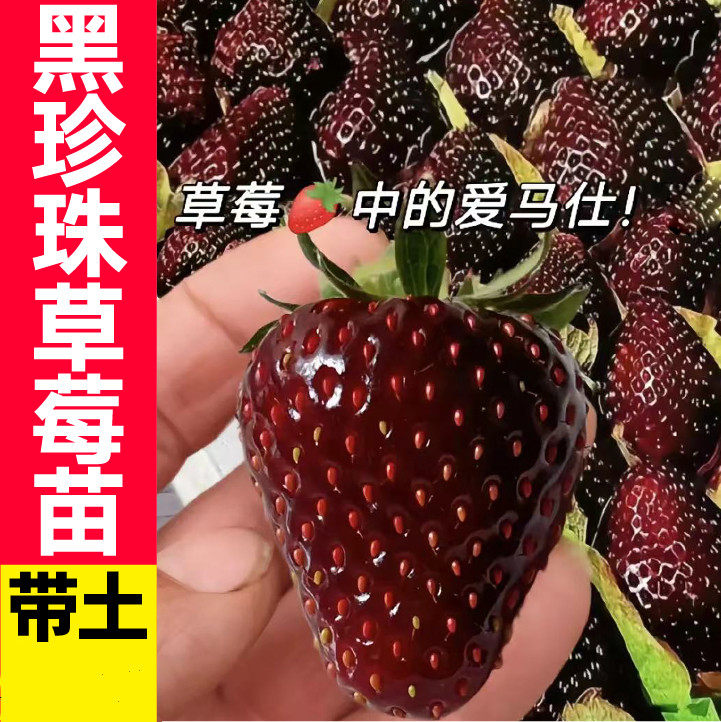 种苗草莓种苗当年结果