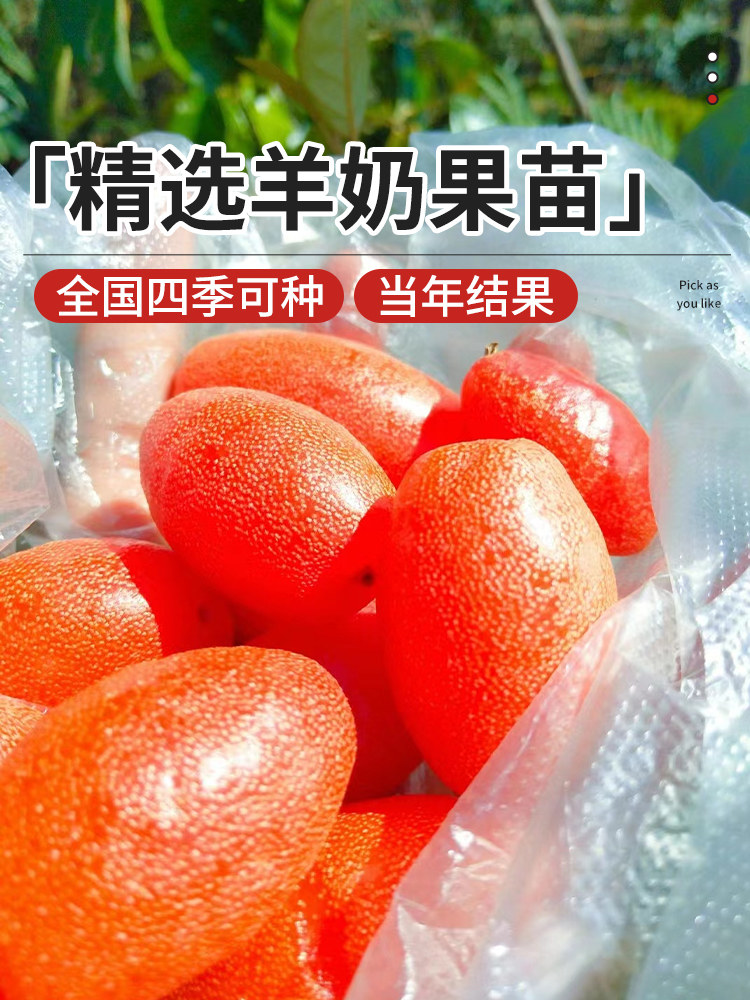 羊奶果 嫁接甜羊奶果树苗 德甜二号羊奶果苗盆栽室内果树当年结果