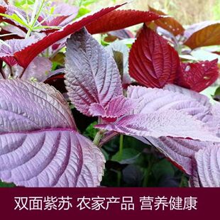 双面紫苏四季食用野苏紫菜菜种子大全耐热阳台庭院盆栽蔬菜种子籽