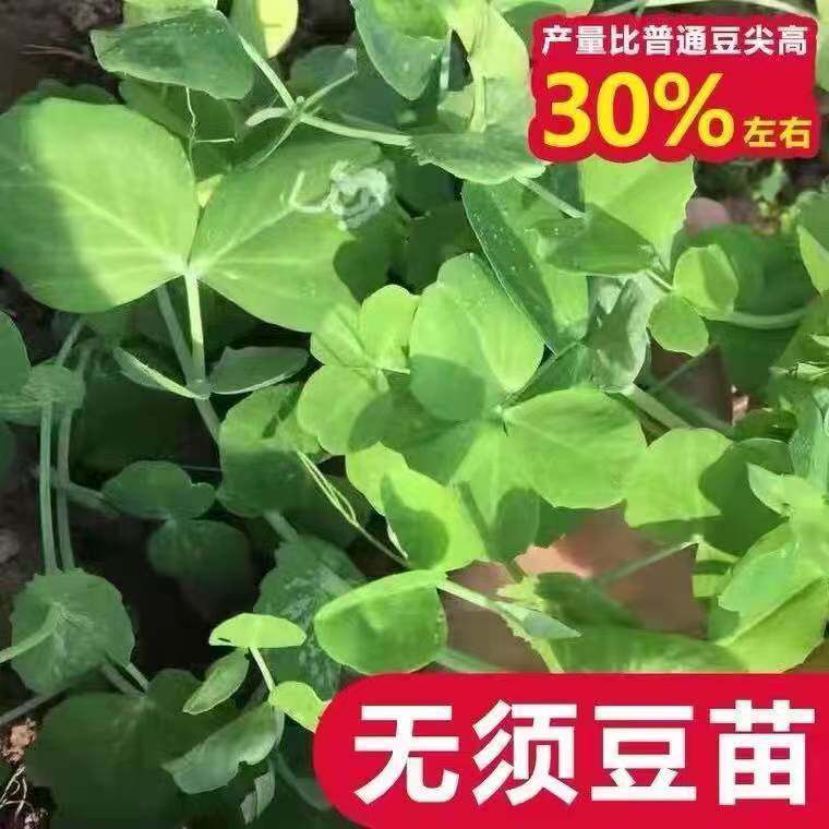 无须豌豆苗种子豌豆尖种籽豌豆种南方豆苗青菜芽苗菜四季农家蔬菜