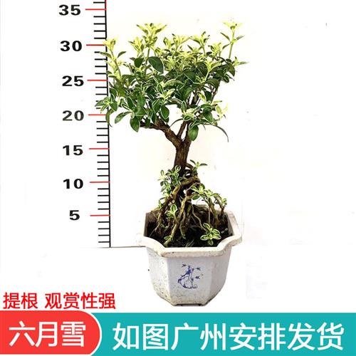 提根金边六月雪盆景老桩苗室外阳台庭院四季常青趣味开花耐晒植物