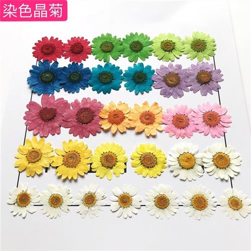 白晶菊雏菊押花干花手工滴胶DIY饰品手机壳网红妆pressed flowers