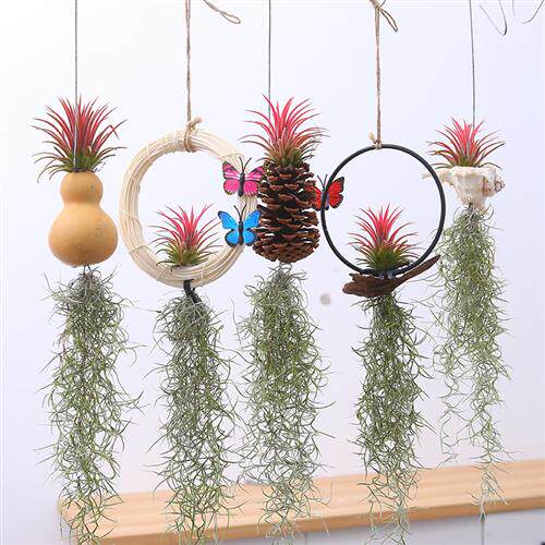 空气凤梨无土植物老人须空气草松萝墙壁吊挂室内垂吊绿植花草
