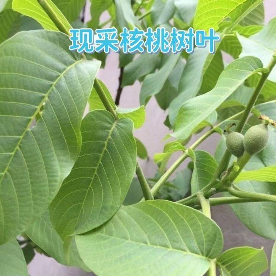 纯天然核桃叶鲜新核桃树枝叶深山老树当季现采核桃叶清香无污染