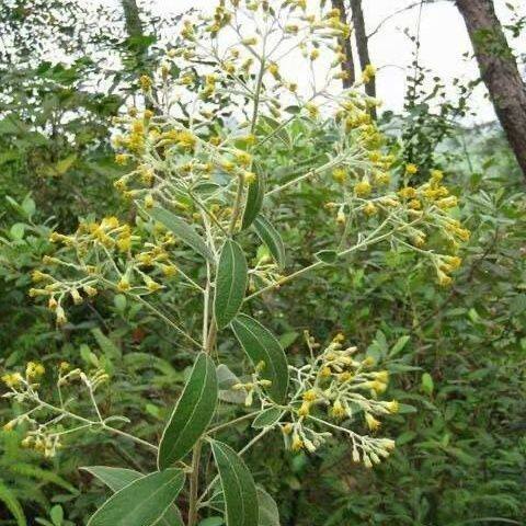 云南深山中草药材新鲜白面风根山白芷羊耳菊中药毛老虎