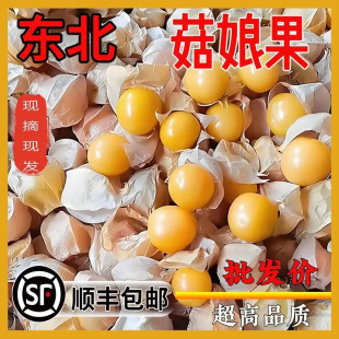 【顺丰】东北姑娘果特产水果新鲜当季整箱灯笼果黄菇娘洋姑娘果甜