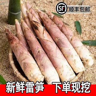 【顺丰包邮】新鲜现挖雷竹笋小竹笋带壳竹笋小雷笋春笋黄泥鞭笋
