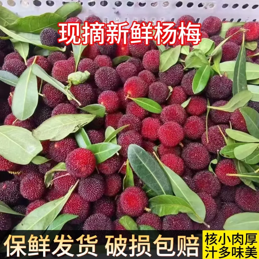 【现货】现摘贵州新鲜杨梅鲜果孕妇水果酸甜泡酒小杨梅一整箱包邮