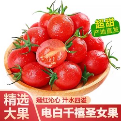 广东小番茄小番茄羽鸣农场