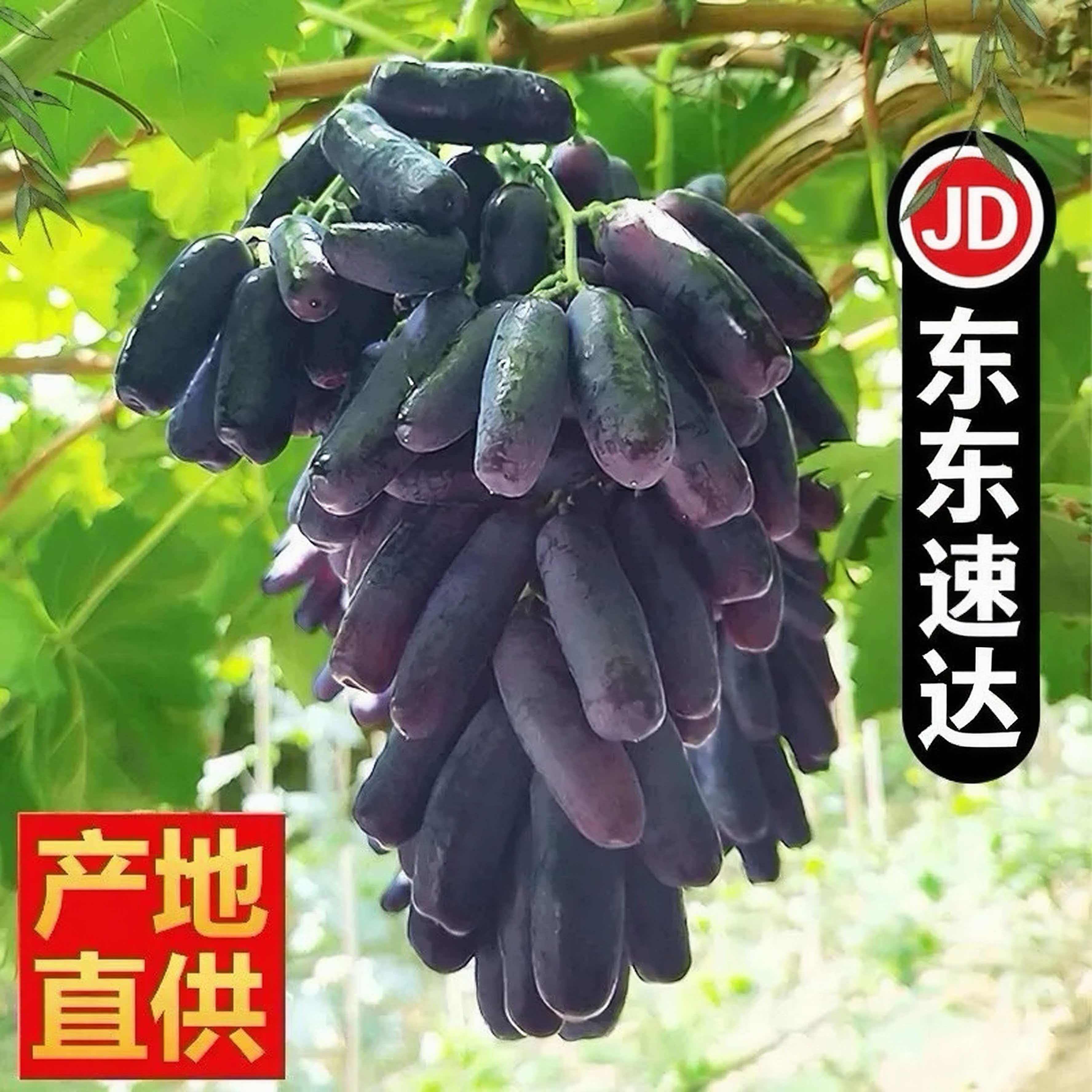 【京东送货上门】现摘蓝宝石葡萄金手指孕妇水果美人指无籽提子