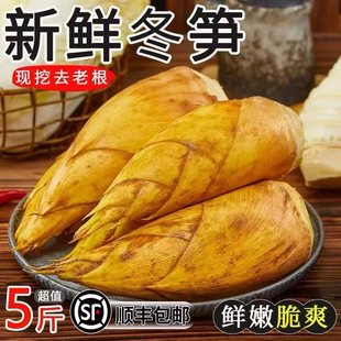 【顺丰包邮】现挖现发福建建瓯冬笋黄泥笋高山野生两头尖竹笋现货