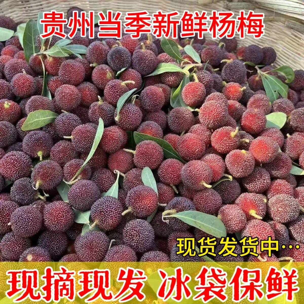 【现摘现货】贵州新鲜杨梅鲜果孕妇水果酸甜泡酒小杨梅一整箱包邮
