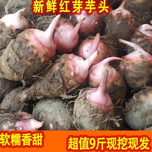 当季正宗红芽芋头10斤新鲜甜糯毛芋红嘴红梗芋软糯香甜红牙芋艿子