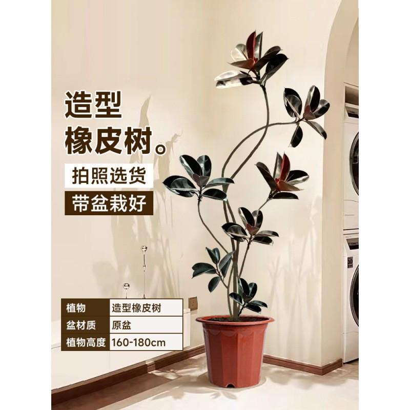 黑金刚橡皮树客厅花盆栽绿植办公室内大型植物落地式大号真大禄植