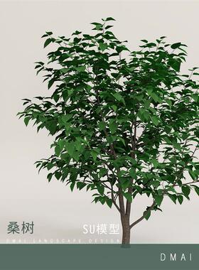 QM-19/桑树/园林景观3D植物/SU-ENSCAPE-VRAY模型资料/DMAI