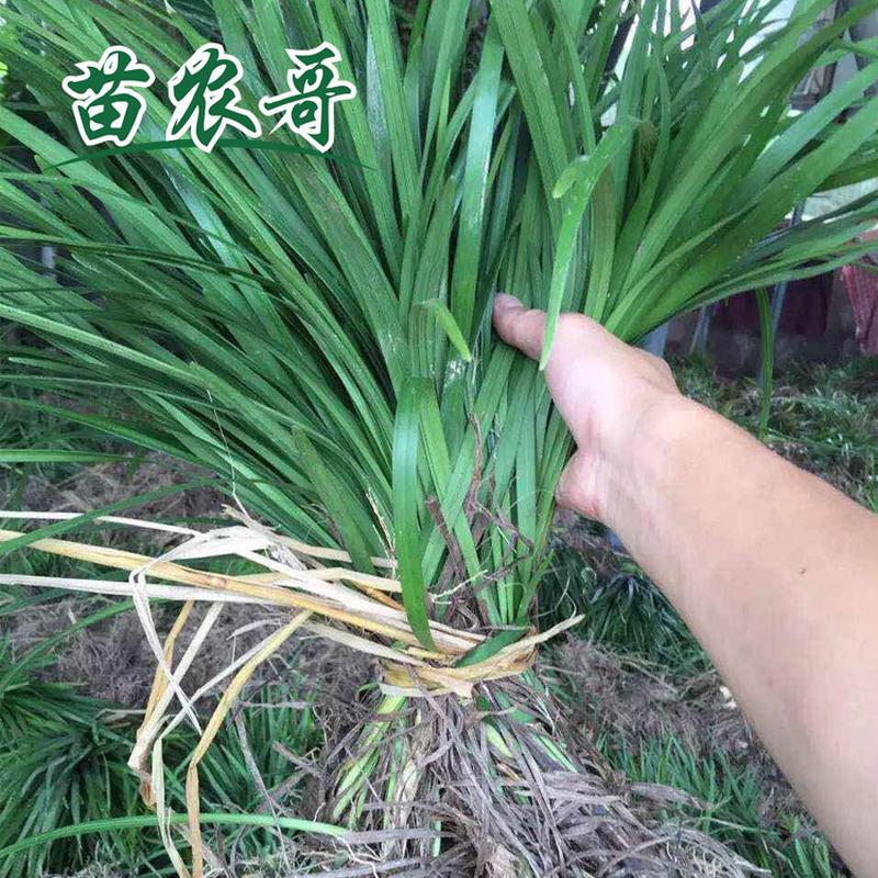 阔叶麦冬【一袋装可以铺8-10平方】四季常绿耐寒庭院绿化地被植物