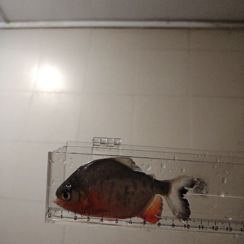 特鲳鱼腹鲳鱼苗.白大红苗.淡水养殖.易养成活率高现货耐寒,宠物/宠物食品及用品,鱼,淘宝优惠券,粉丝福利购,淘宝优惠卷