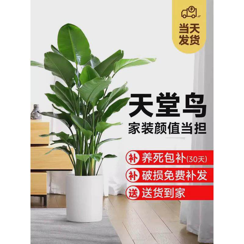 花客厅绿植大型办公室内好养活新房家用大叶植物天堂鸟盆栽鹤望兰