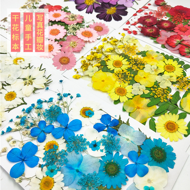 真树叶植物标本  幼儿园手工贴画干花压花DIY写真贴脸装饰干花妆图片