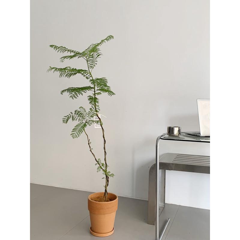 苏太植物 蓝花楹大型绿植 小众造型优美氛围感落地盆栽韩国风植物