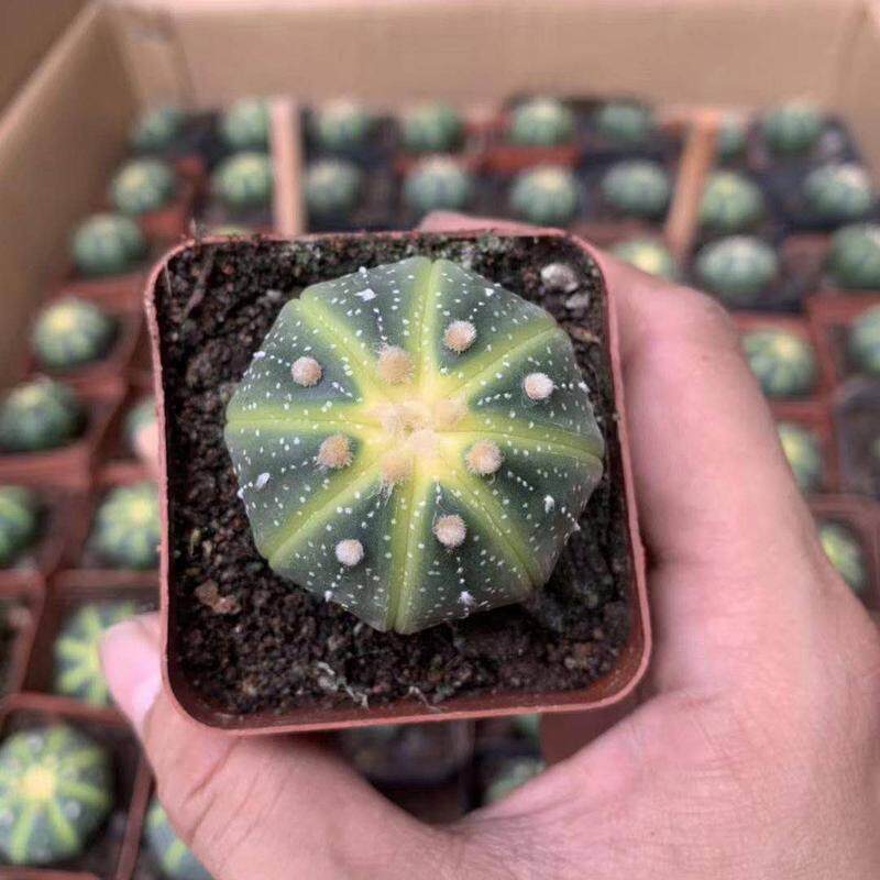 【基地直供】多肉植物盆栽家居仙人球多肉植物花卉盆栽星兜