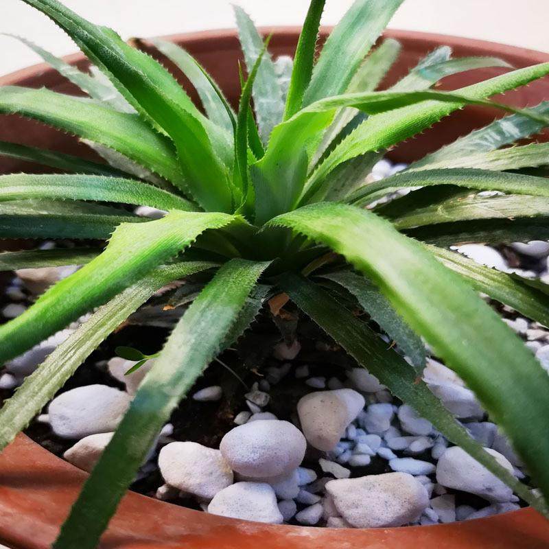 兰花园艺用珍珠岩大颗粒8-12毫米铺底铺面种植珍珠岩8-15mm