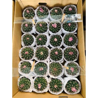 盆栽基地直供】仙人球多肉绿植盆栽【花卉居家绿植多棱玉