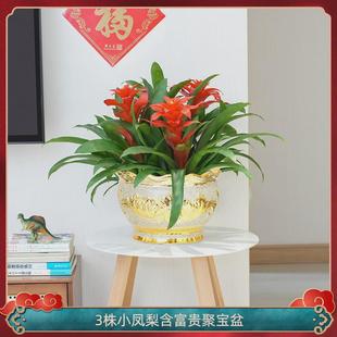 红运当头大盆景真花客厅室内大型绿植电视柜旁家养花卉植物寓意好