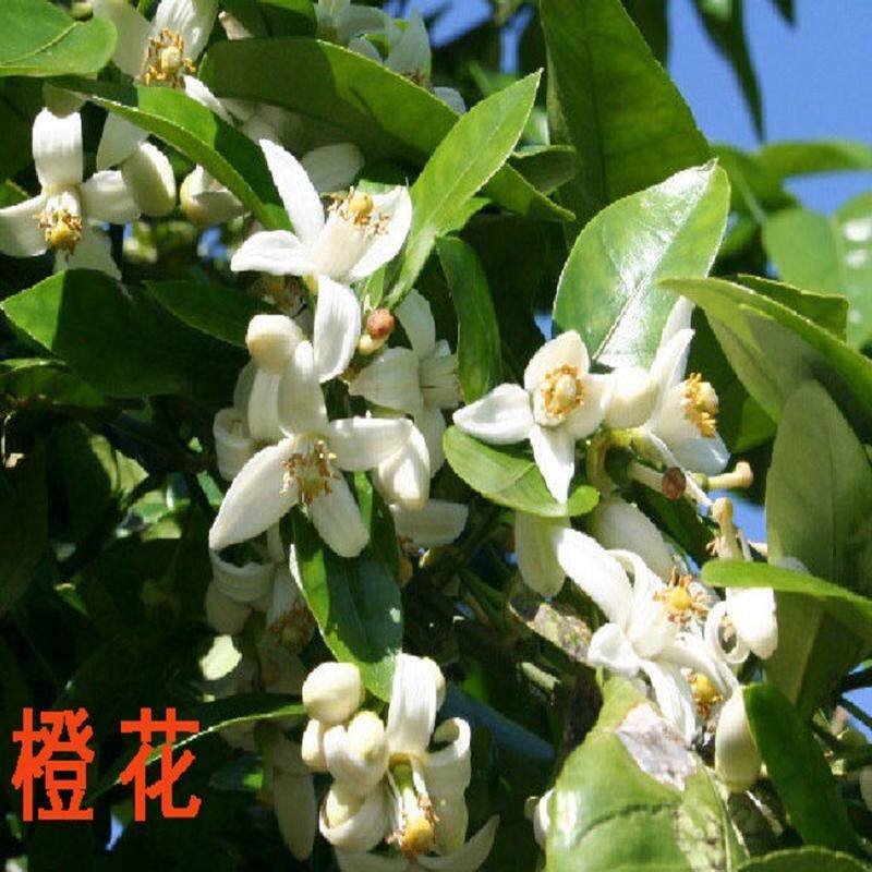 组合装原料圣约翰草纯露+橙花纯露饱和纯露现货各500ml包邮