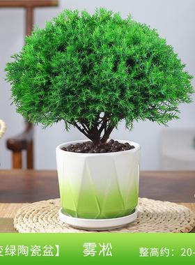 雾松盆栽植物盆景四季常青绿植好养易活阳台办公室桌面绿色小室内