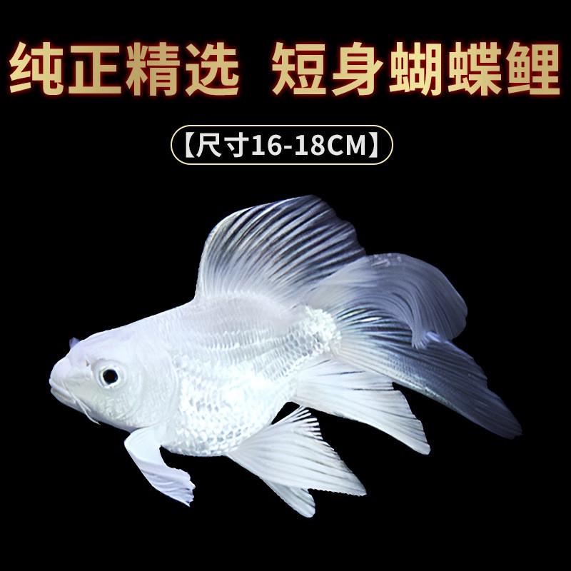 蝴蝶鲤锦鲤大型冷水观赏鱼淡水耐活大球体成型纯种短身贵妃尺寸鱼
