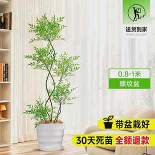 南天竹大号客厅真树绿植办公室内沙发边大型落地旺宅真花盆栽禄植