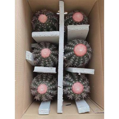 植物盆栽直供居家绿植花卉盆栽仙人球多肉基地花卉层云