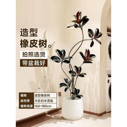 大橡皮树客厅黑金刚盆栽绿植办公室内大型植物落地式大号真花禄植