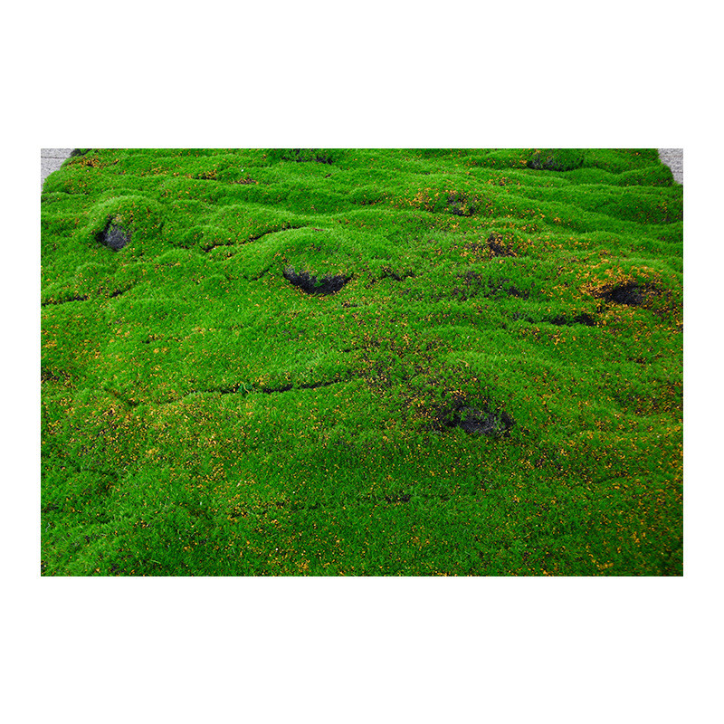 仿真植毛草皮仿生植物墙足球场植毛草皮假苔藓背景墙面绿植装饰