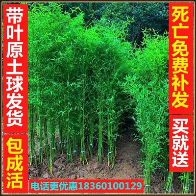 竹子苗庭院植物北方耐寒紫竹苗罗汉竹毛竹盆栽户外风景四季青竹苗
