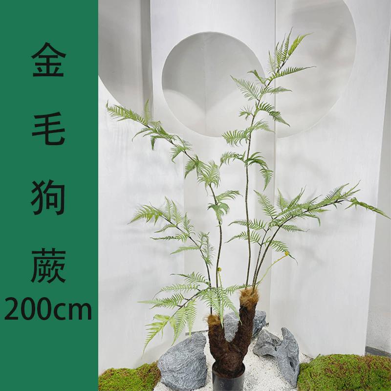 仿真绿植长毛猴头盆栽金丝蕨蕨落地装饰摆件蕨树蕨草盆景假植物