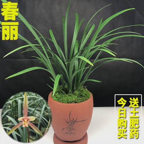 兰花苗皎月春兰边草铭品金边线艺春季带花苞室内绿植物花卉盆栽