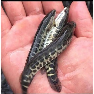 黑鱼苗杂交快大乌鱼苗生鱼苗乌鳢鱼苗财鱼苗淡水20公分黑鱼苗