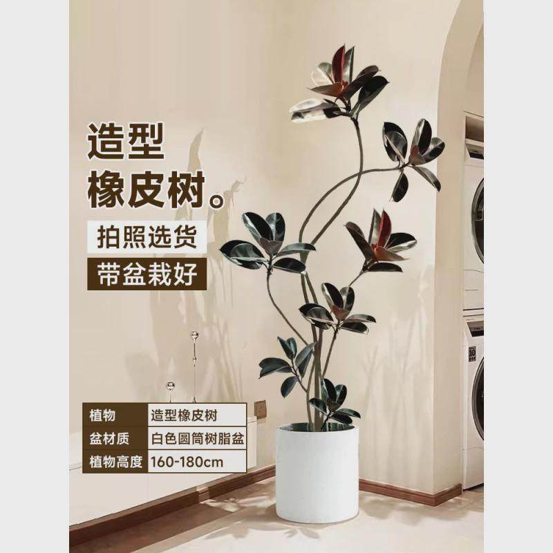 黑金刚橡皮树客厅大盆栽绿植植室内大型植物落地式大号真花禄办公,鲜花速递/花卉仿真/绿植园艺,绿植,淘宝优惠券,粉丝福利购,淘宝优惠卷