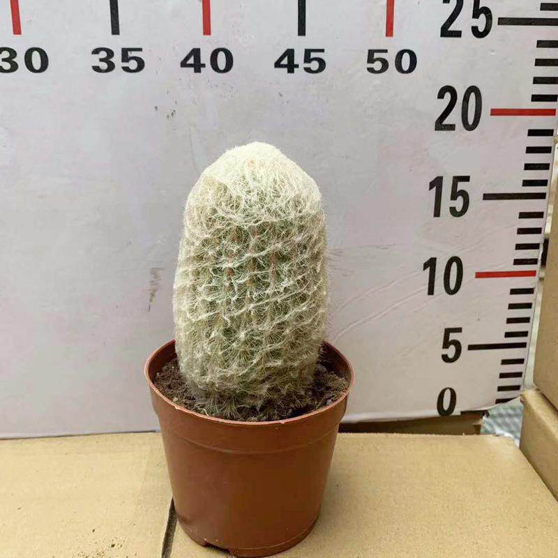 【基地直供】小盆栽仙人球室内乐仙人球植物老多肉植物